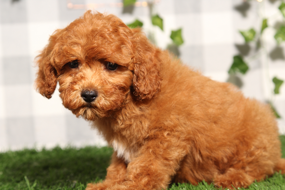 Nyc - Red F1B Male Cavapoo Puppy - Image 3