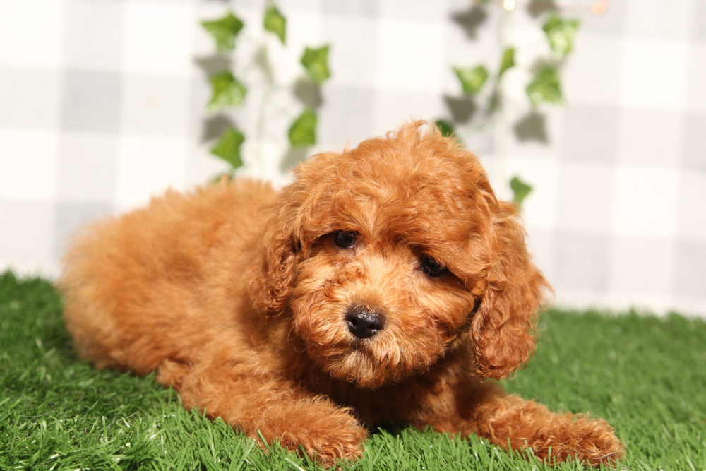Nyc - Red F1B Male Cavapoo Puppy - Image 2