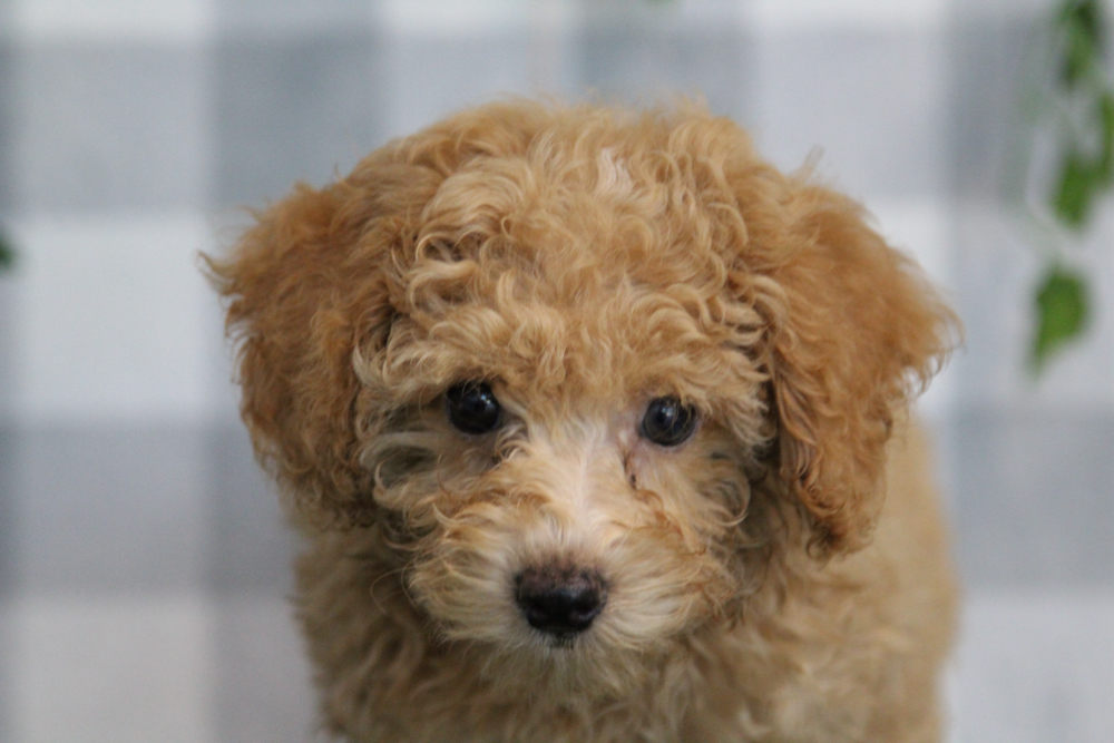 Oakley - ACA Tan Female Mini Poodle Puppy
