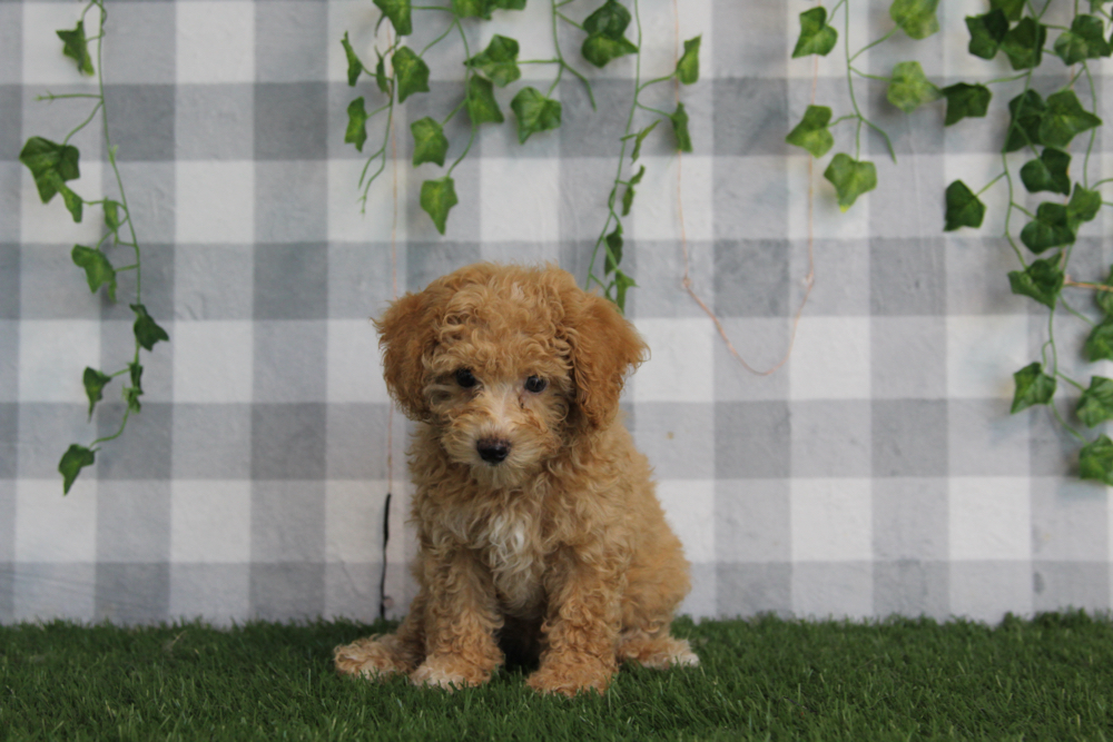 Oakley - ACA Tan Female Mini Poodle Puppy - Image 4