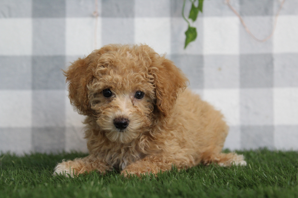 Oakley - ACA Tan Female Mini Poodle Puppy - Image 3