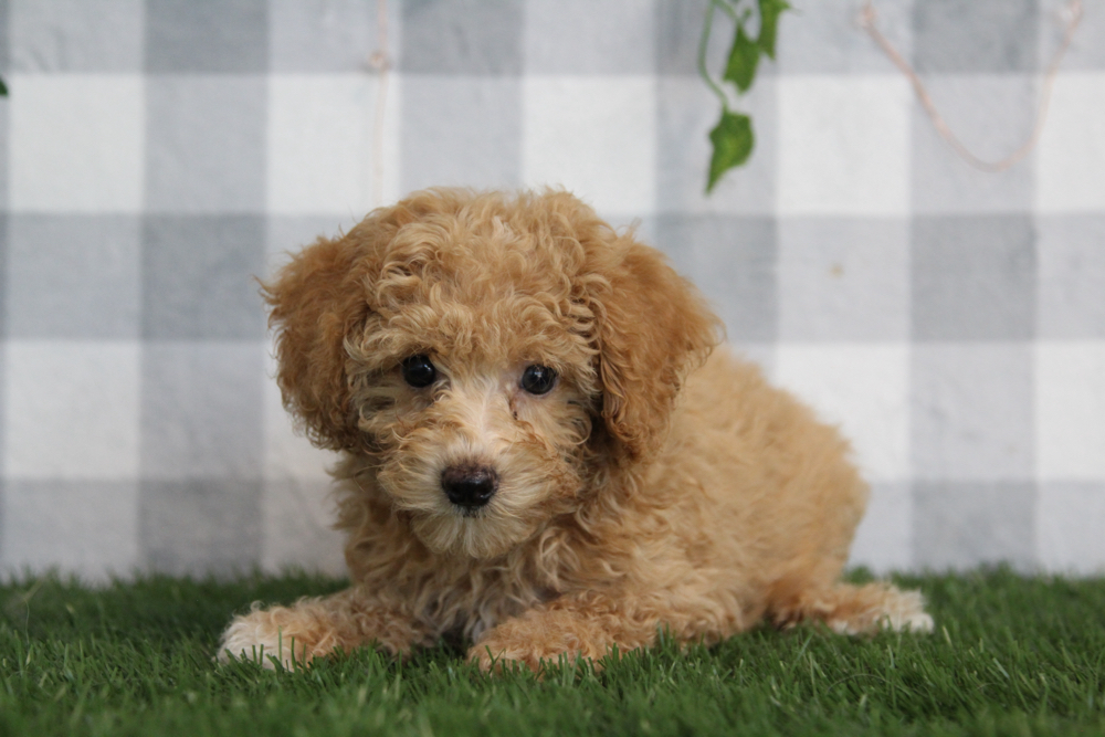 Oakley - ACA Tan Female Mini Poodle Puppy - Image 2