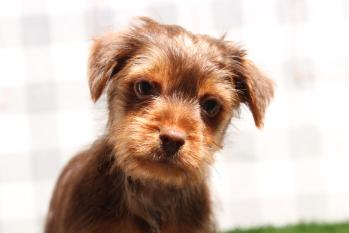 Omar - Confident Chocolate/Tan Male Yorkie Puppy - Image 5