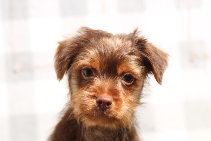 Omar - Confident Chocolate/Tan Male Yorkie Puppy - Image 4