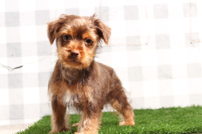 Omar - Confident Chocolate/Tan Male Yorkie Puppy - Image 3