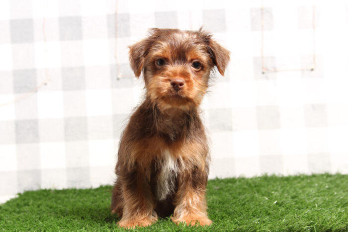 Omar - Confident Chocolate/Tan Male Yorkie Puppy - Image 2