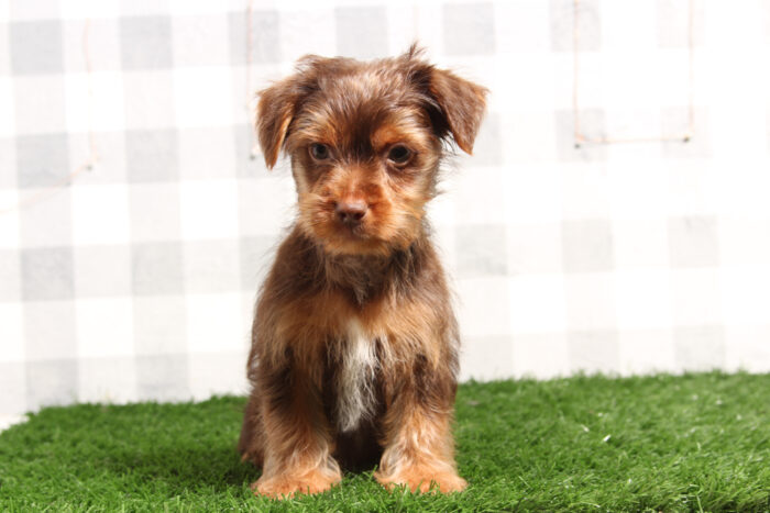 Omar - Confident Chocolate/Tan Male Yorkie Puppy