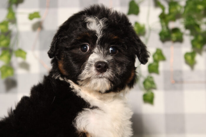 Onyx - Black/Tri Female Aussiedoodle Puppy - Image 5
