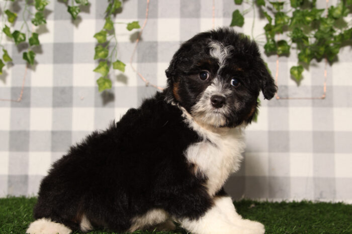 Onyx - Black/Tri Female Aussiedoodle Puppy - Image 4