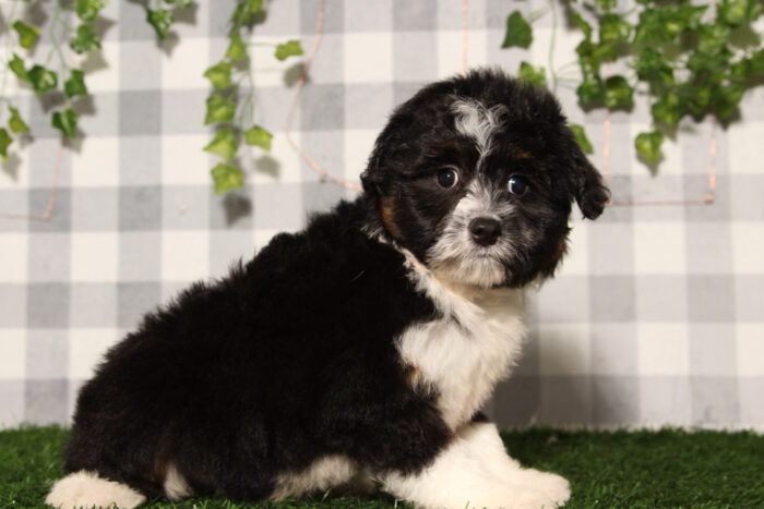 Onyx - Black/Tri Female Aussiedoodle Puppy - Image 3