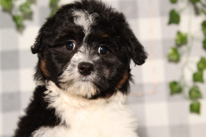 Onyx - Black/Tri Female Aussiedoodle Puppy - Image 2