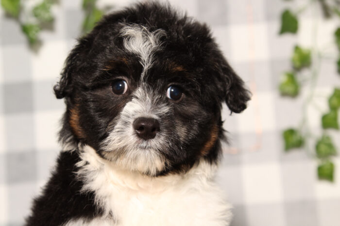 Onyx - Black/Tri Female Aussiedoodle Puppy