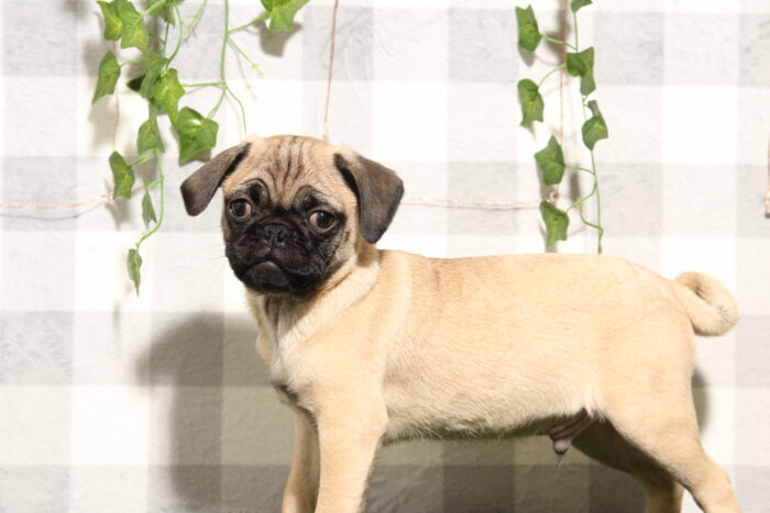 Oscar - Joyful Fawn Male Pug Puppy - Image 3