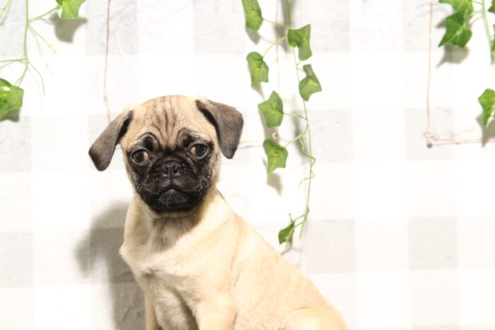 Oscar - Joyful Fawn Male Pug Puppy