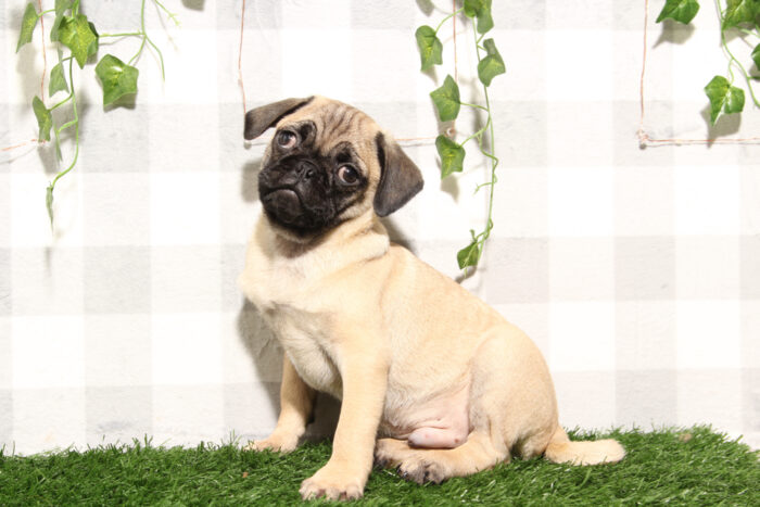 Oscar - Joyful Fawn Male Pug Puppy - Image 2