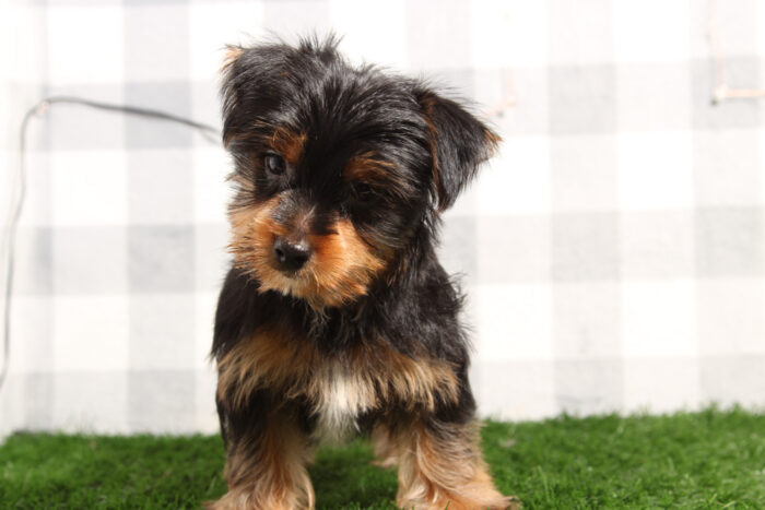 Oso - Stunning Black/Tan Male Yorkie Puppy