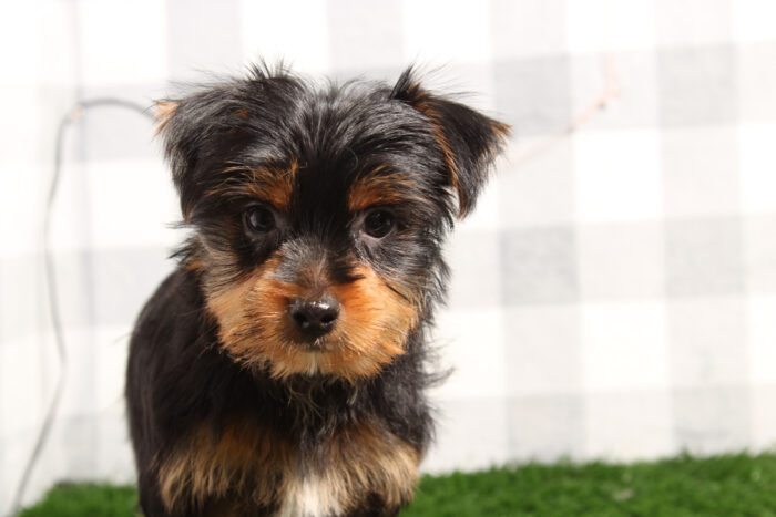 Oso - Stunning Black/Tan Male Yorkie Puppy - Image 3