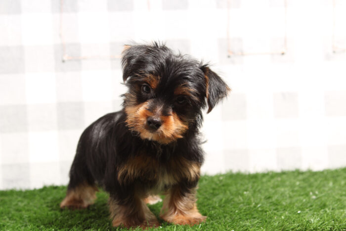 Oso - Stunning Black/Tan Male Yorkie Puppy - Image 2