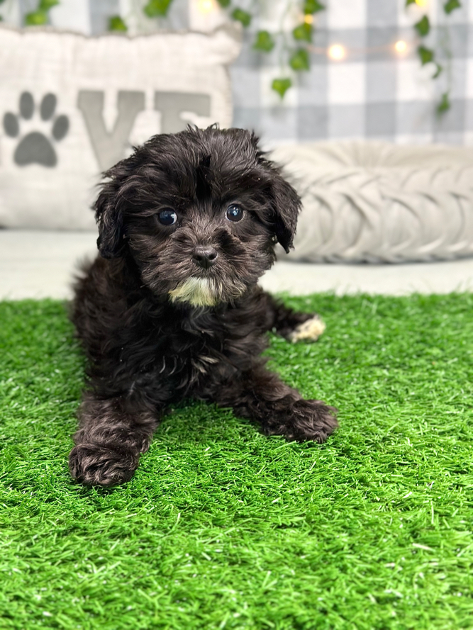 Pamela - Lovable Female Cavapoo Puppy For Sale in Georgia - Image 2