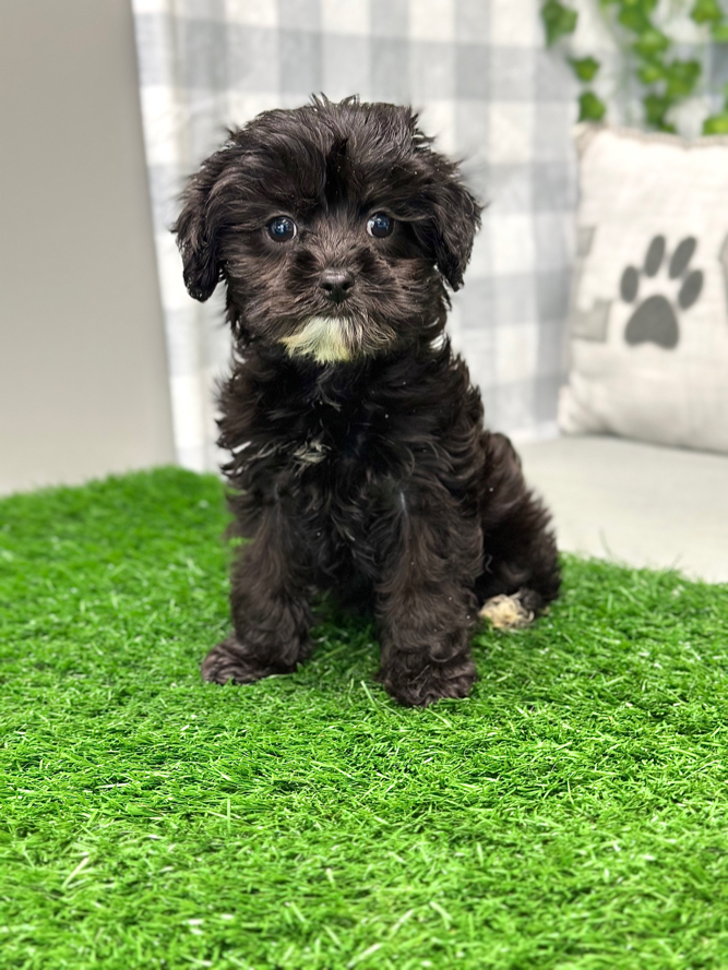 Pamela - Lovable Female Cavapoo Puppy For Sale in Georgia - Image 5