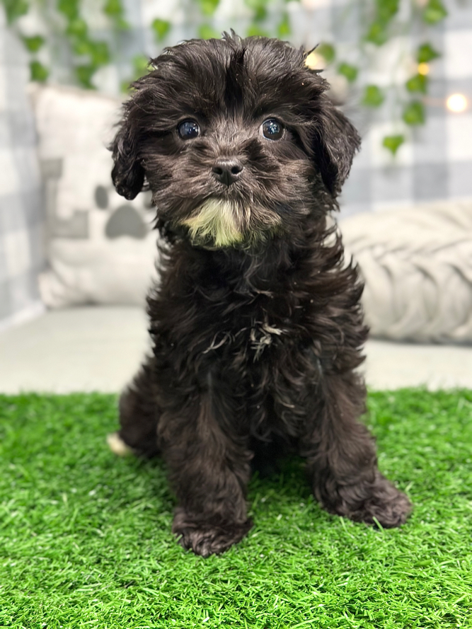 Pamela - Lovable Female Cavapoo Puppy For Sale in Georgia - Image 4