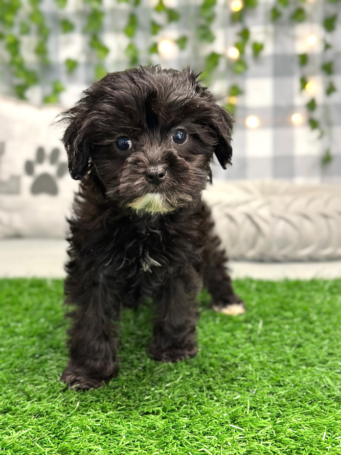 Pamela - Lovable Female Cavapoo Puppy For Sale in Georgia - Image 3
