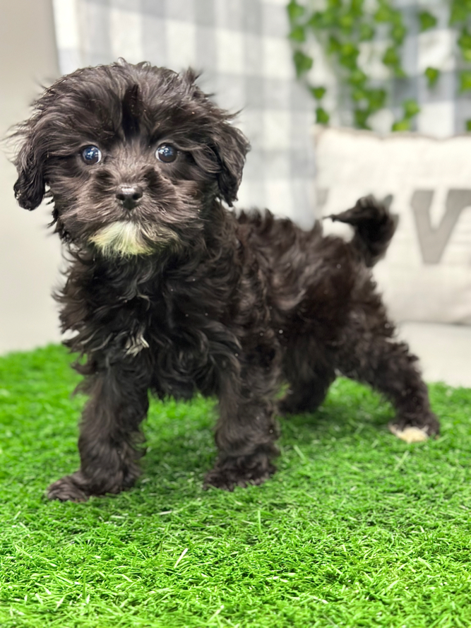Pamela - Lovable Female Cavapoo Puppy For Sale in Georgia