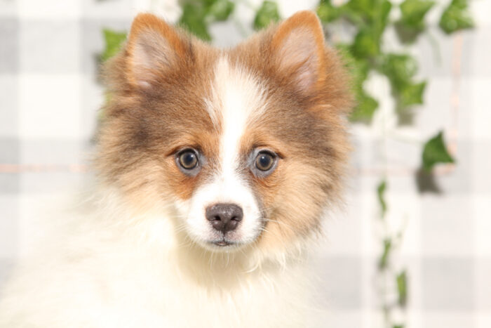 Patrick - Brown/White ACA Male Pomeranian Puppy