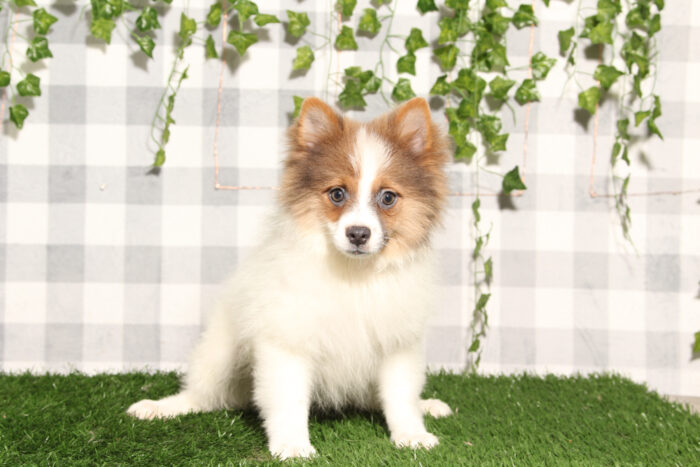Patrick - Brown/White ACA Male Pomeranian Puppy - Image 2