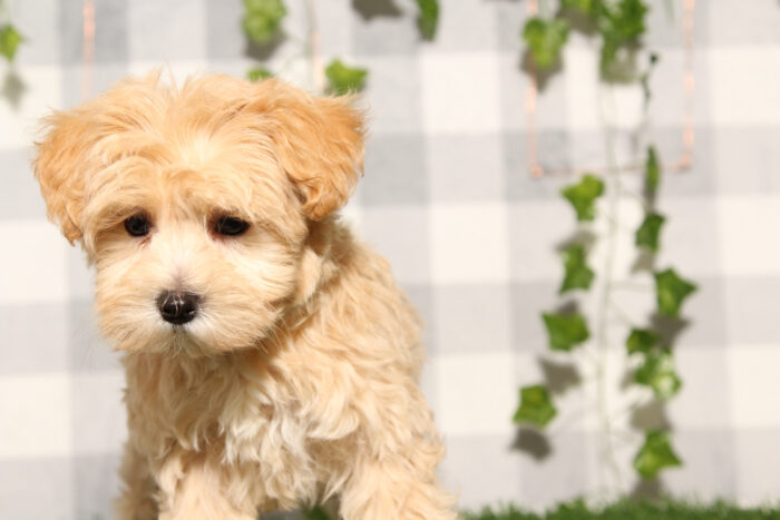 Pearl - Red Female Maltipoo Puppy - Image 3