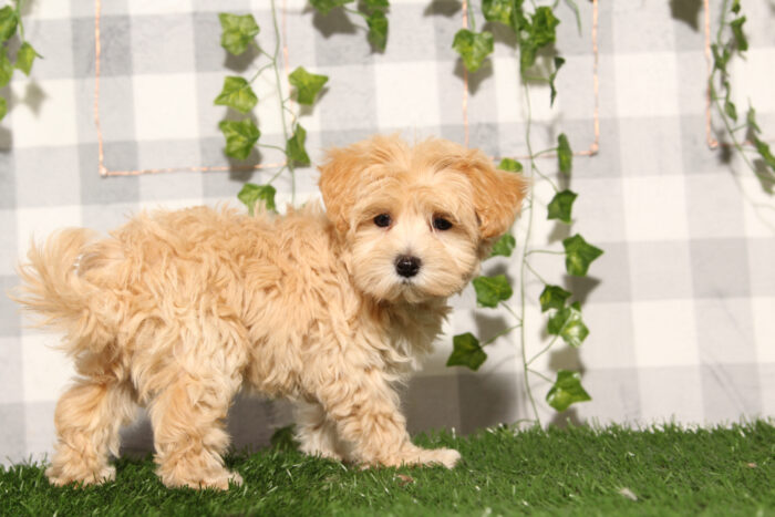 Pearl - Red Female Maltipoo Puppy - Image 2