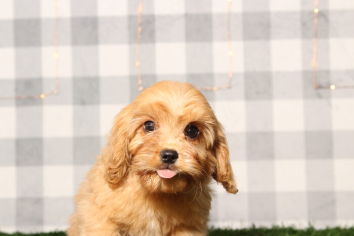 Pebble- Happy Male Cavachon Puppy - Image 2