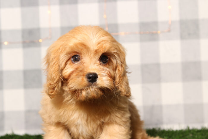 Pebble- Happy Male Cavachon Puppy - Image 4