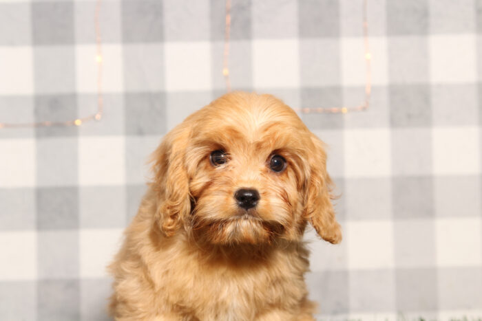 Pebble- Happy Male Cavachon Puppy - Image 3