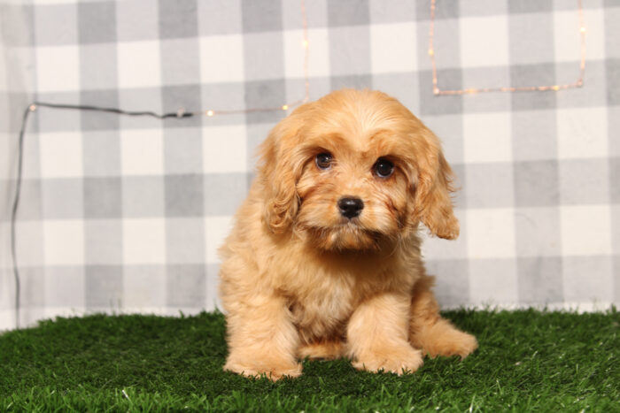 Pebble- Happy Male Cavachon Puppy