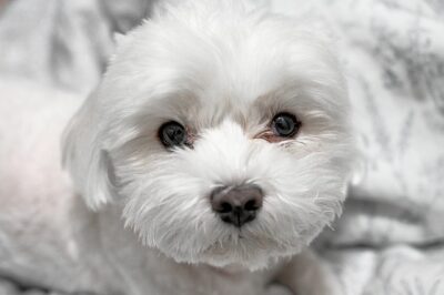 Close-up photo of Maltese