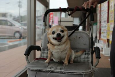 Chihuahua on Stroller