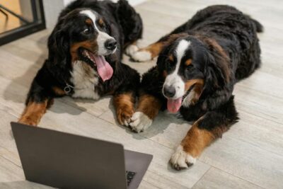 Two Bernese Mountain Dogs Lying on Floor