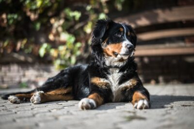 bernese mountain dog on Grey Concrete Pavement