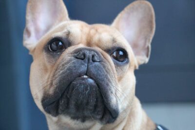 Close-Up Photo of Frenchie