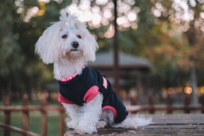 Maltese Wearing a Beaded Necklace Sitting on a Wooden Table