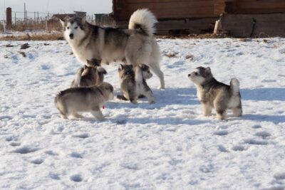 Adult Husky walking with puppies on snow