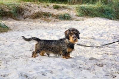 wire haired Dachshund Dog on a Leash