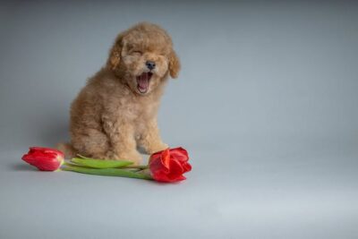 Toy Poodle Sitting on the Floor Beside Red Flowers