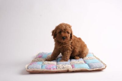 Brown Poodle Sitting on a Dog Bed