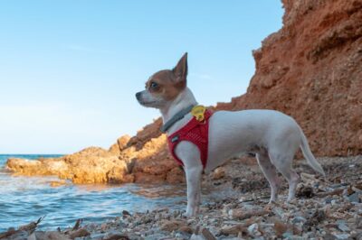 Chihuahua near Water on Shore