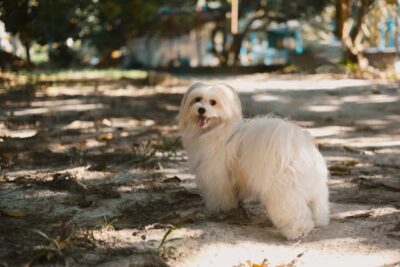 Happy Maltese Dog in Park