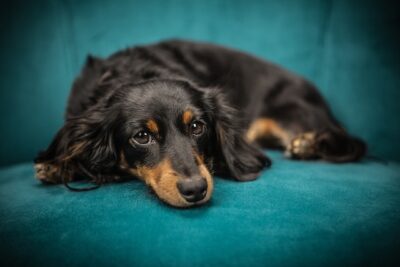 Dachshund lying down