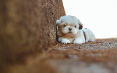 Selective Focus Photography of Shih Tzu at the Staircase
