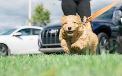 Goldendoodle pup running